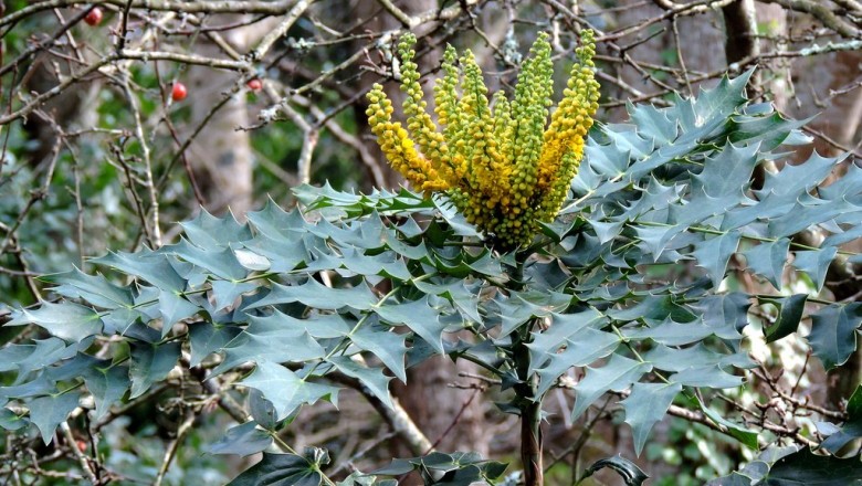 Cây Hoàng liên ô rô. Mahonia nepalensis DC, - Cây Thuốc Nam Quanh Ta